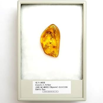 Amazon | Tokyo Science「虫入り琥珀（Insects in Amber）約13-28mm